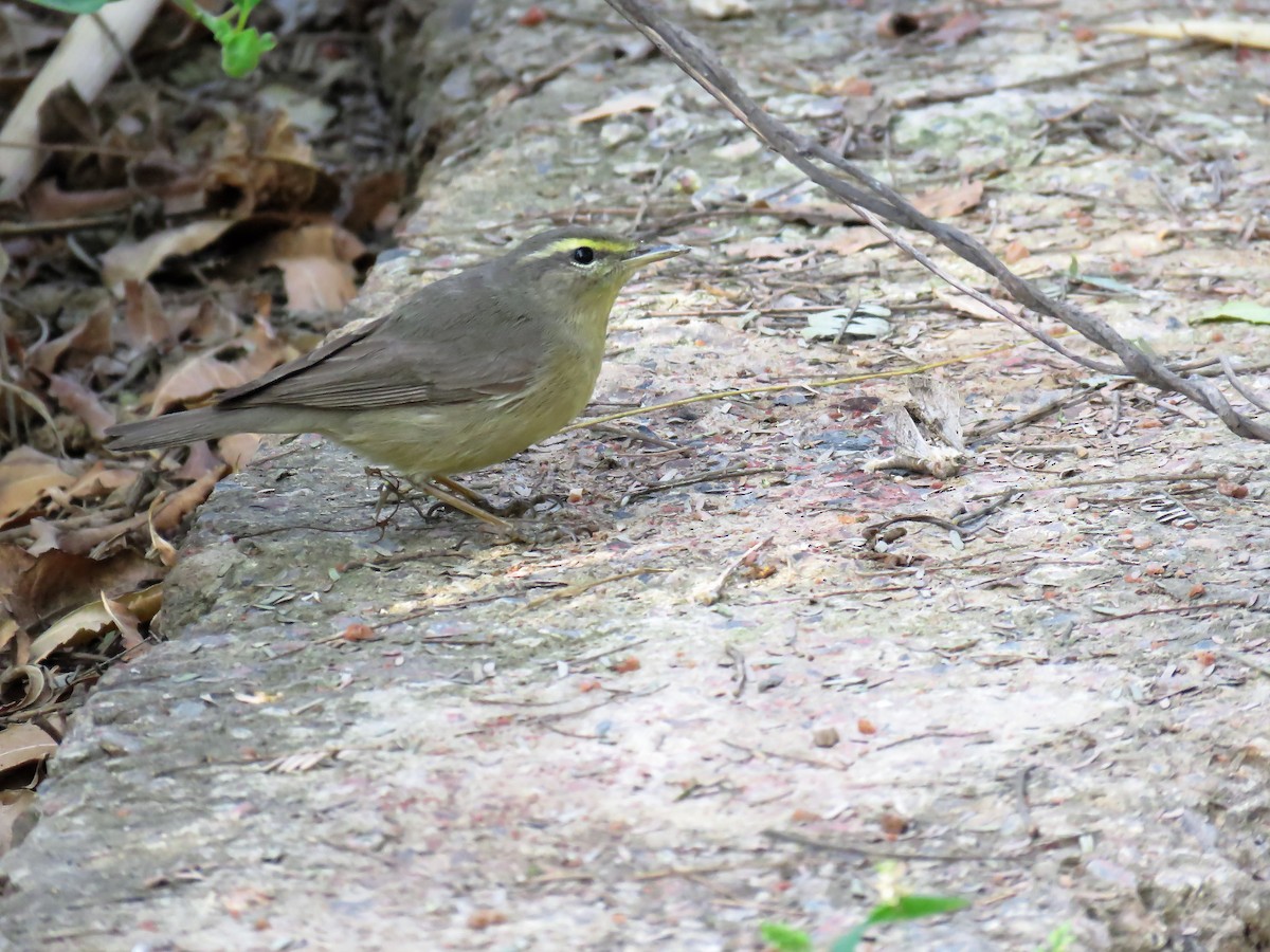 Sulphur-bellied Warbler - ML98527271