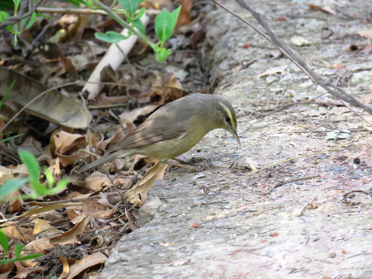 Sulphur-bellied Warbler - ML98527341