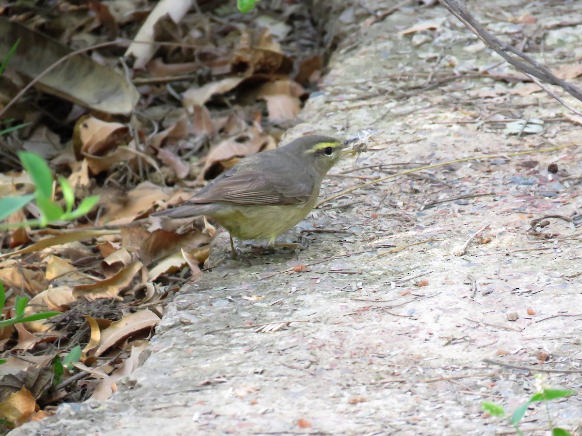 Mosquitero del Pamir - ML98527401