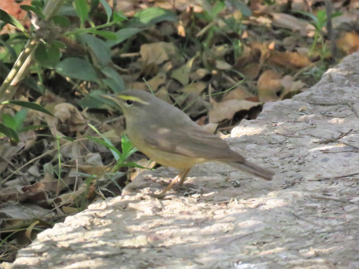 Mosquitero del Pamir - ML98527411