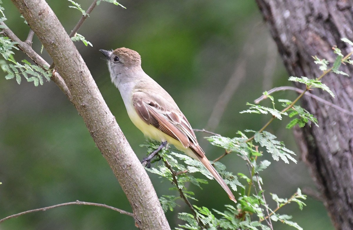 Brown-crested Flycatcher - James Bozeman