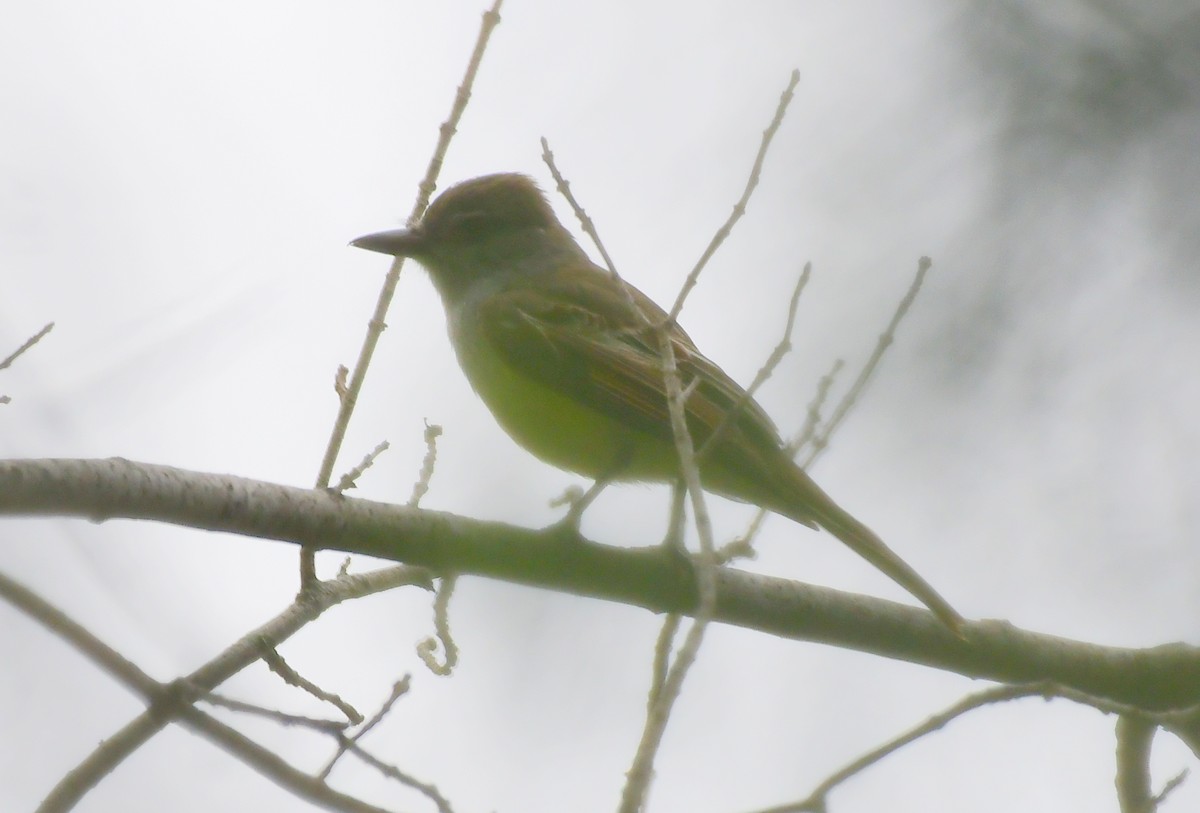 Brown-crested Flycatcher - James Bozeman