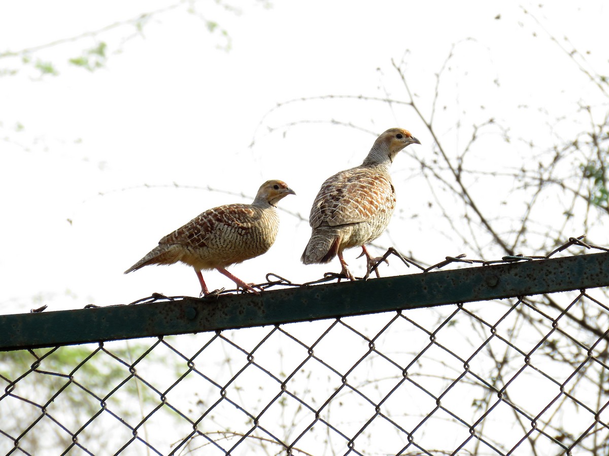 Gray Francolin - ML98529311