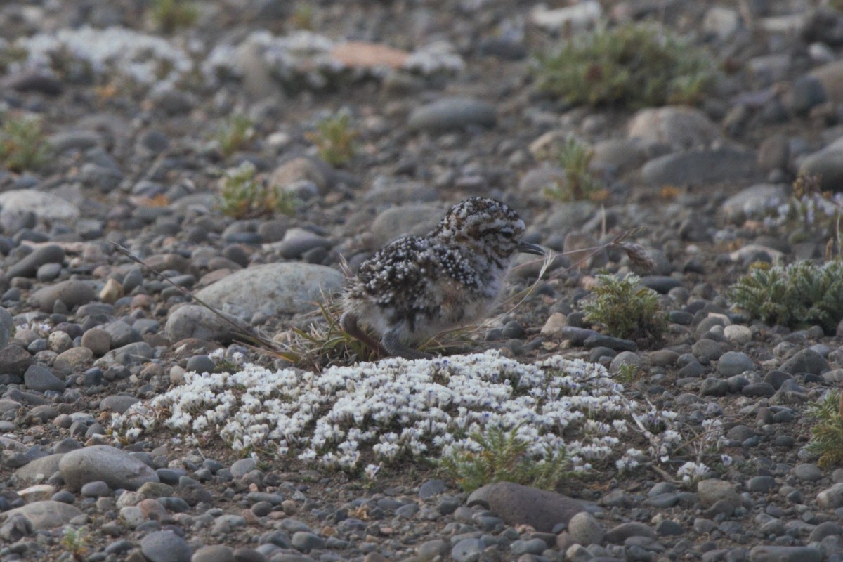 Tawny-throated Dotterel - ML98529441