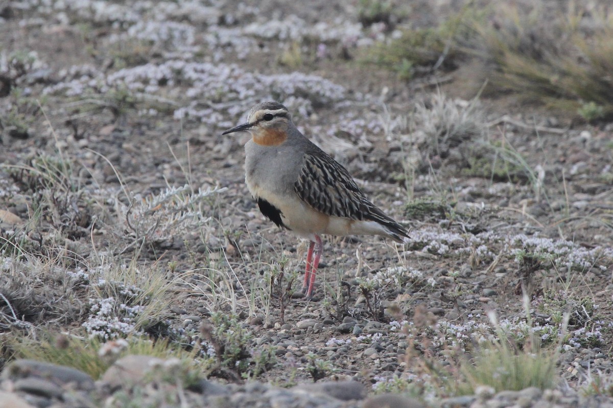 Tawny-throated Dotterel - ML98529671