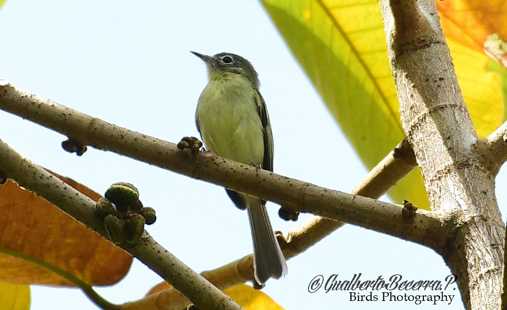 Yellow-green Tyrannulet - Gualberto Becerra