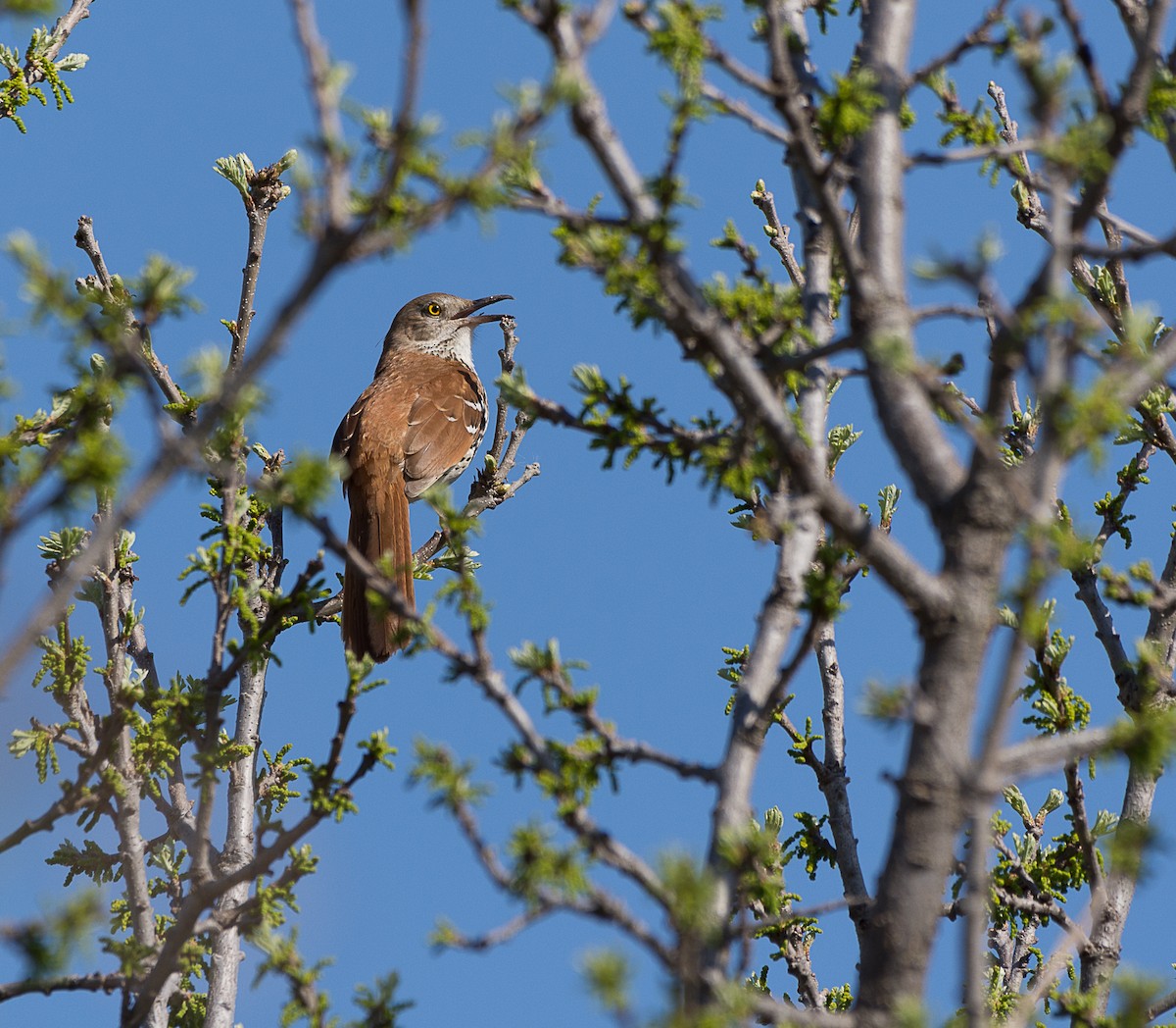 Brown Thrasher - ML98530741