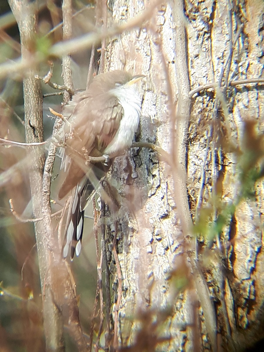 Yellow-billed Cuckoo - ML98530891