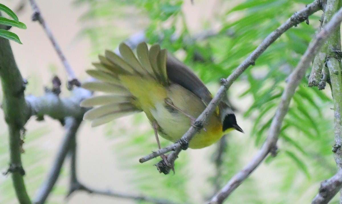 Common Yellowthroat - ML98530991