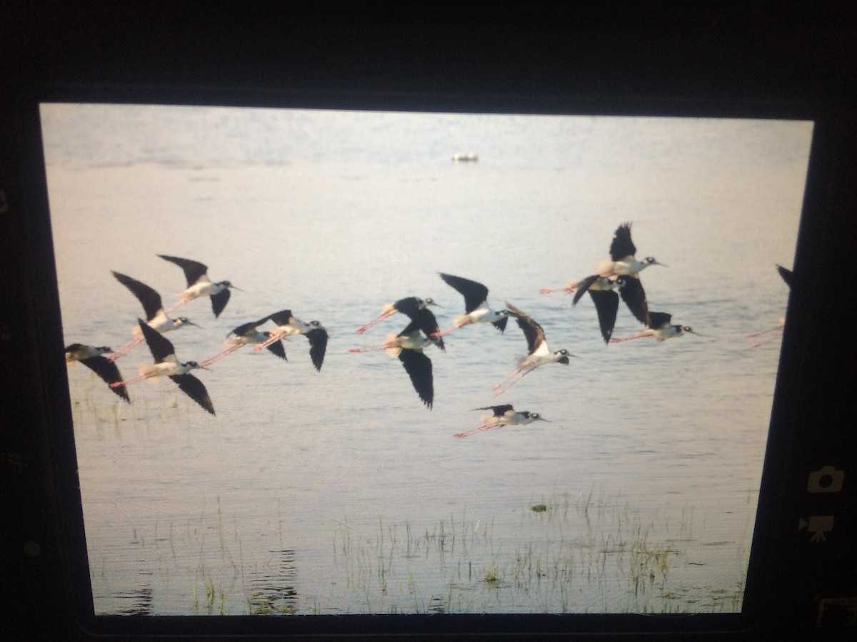 Black-necked Stilt - ML98531041