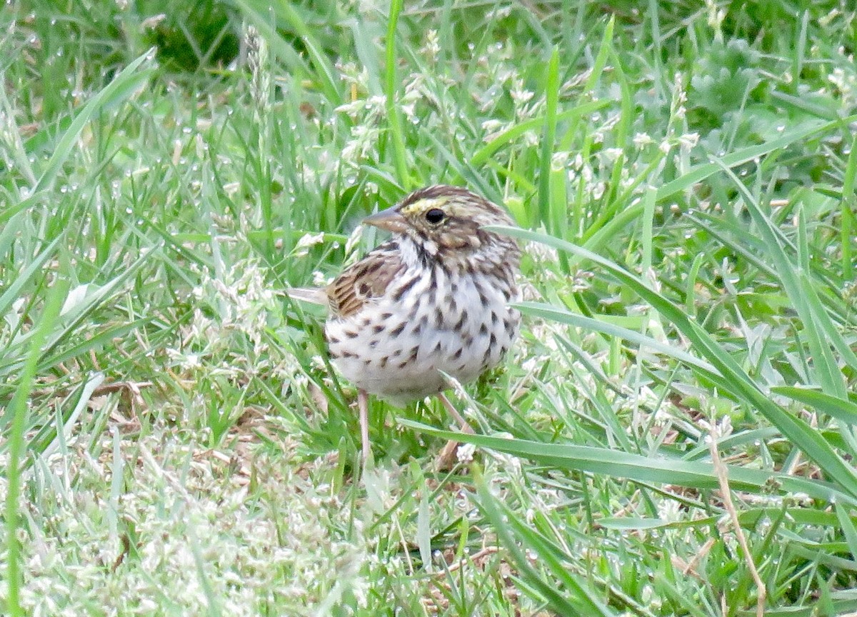 Savannah Sparrow - ML98531241