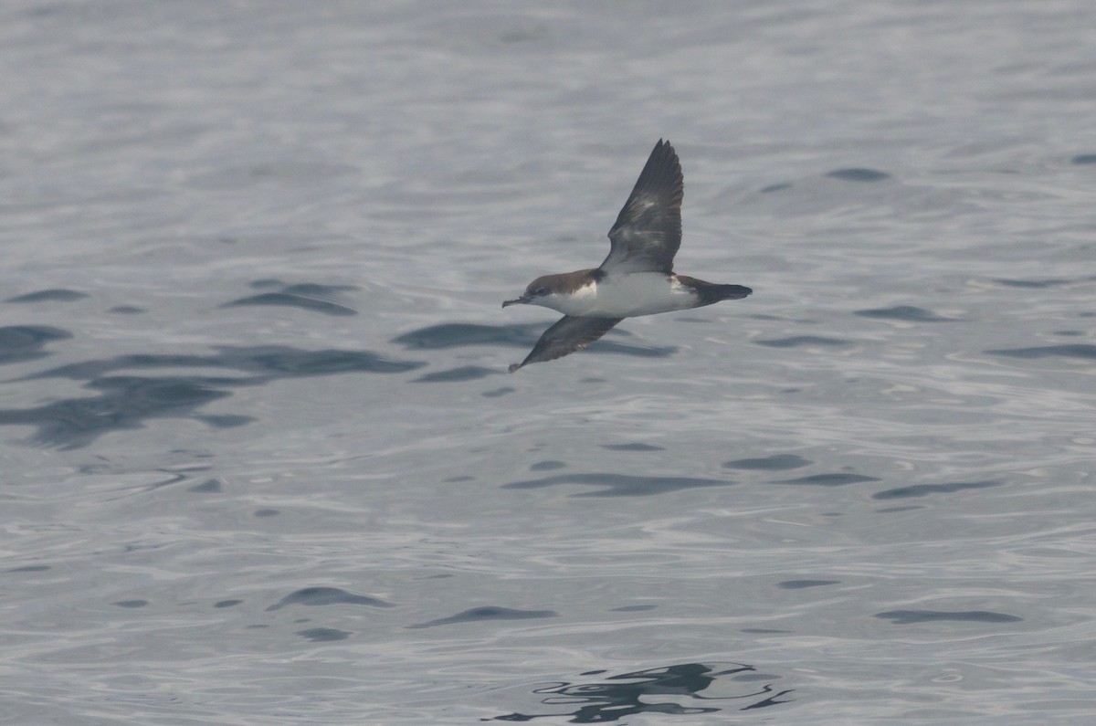 Puffin des Galapagos (forme à ailes pales) - ML98531331