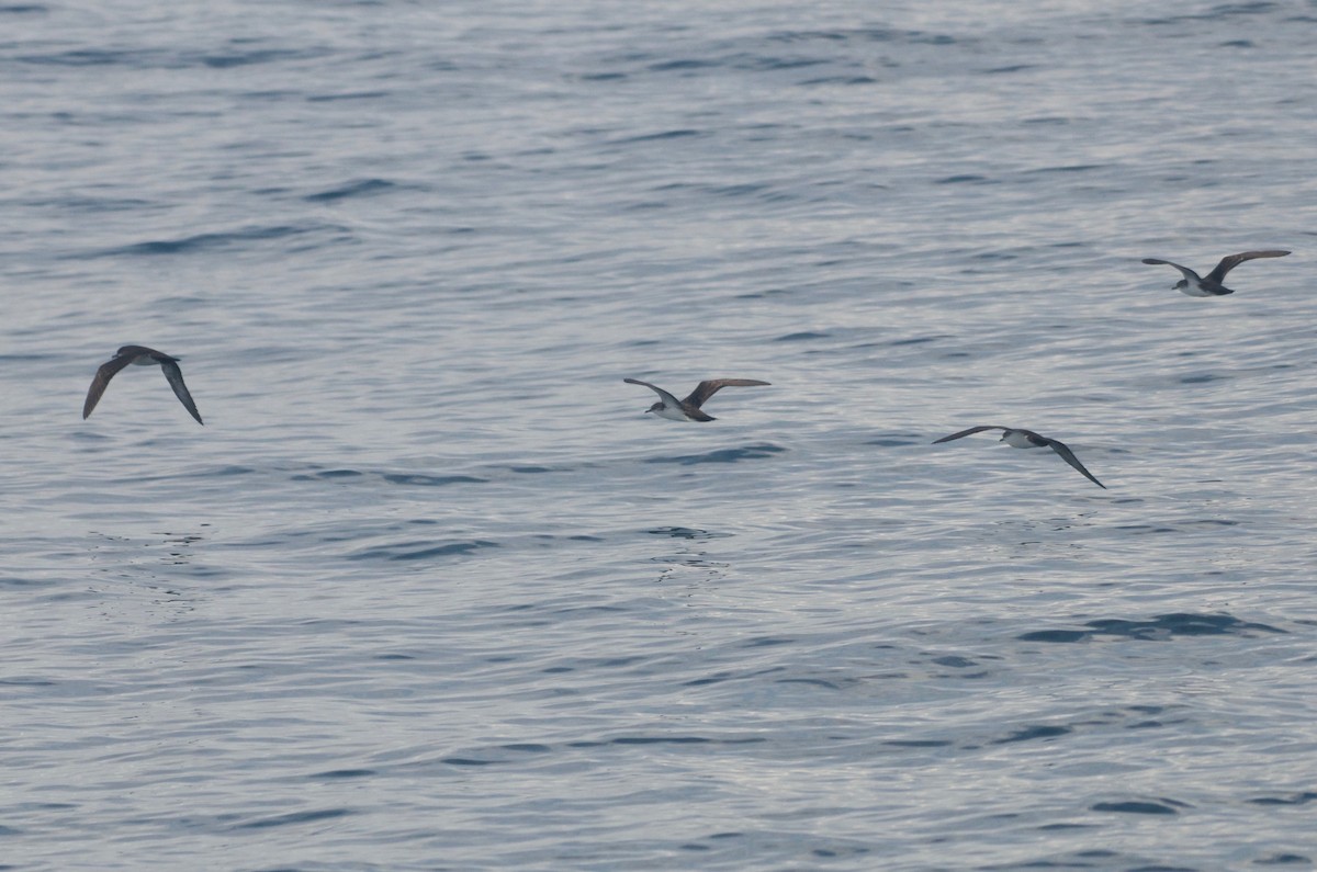 Puffin des Galapagos (forme à ailes pales) - ML98531621