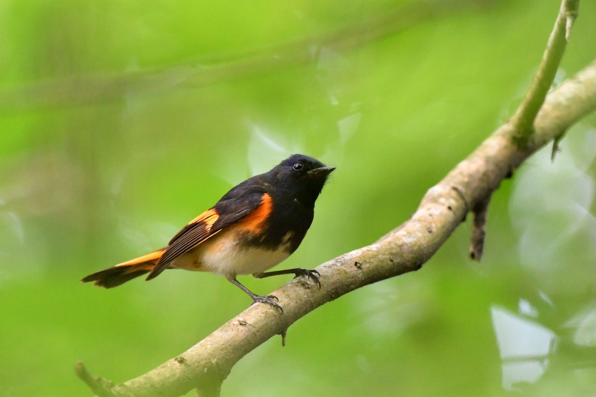 American Redstart - Bryan Calk