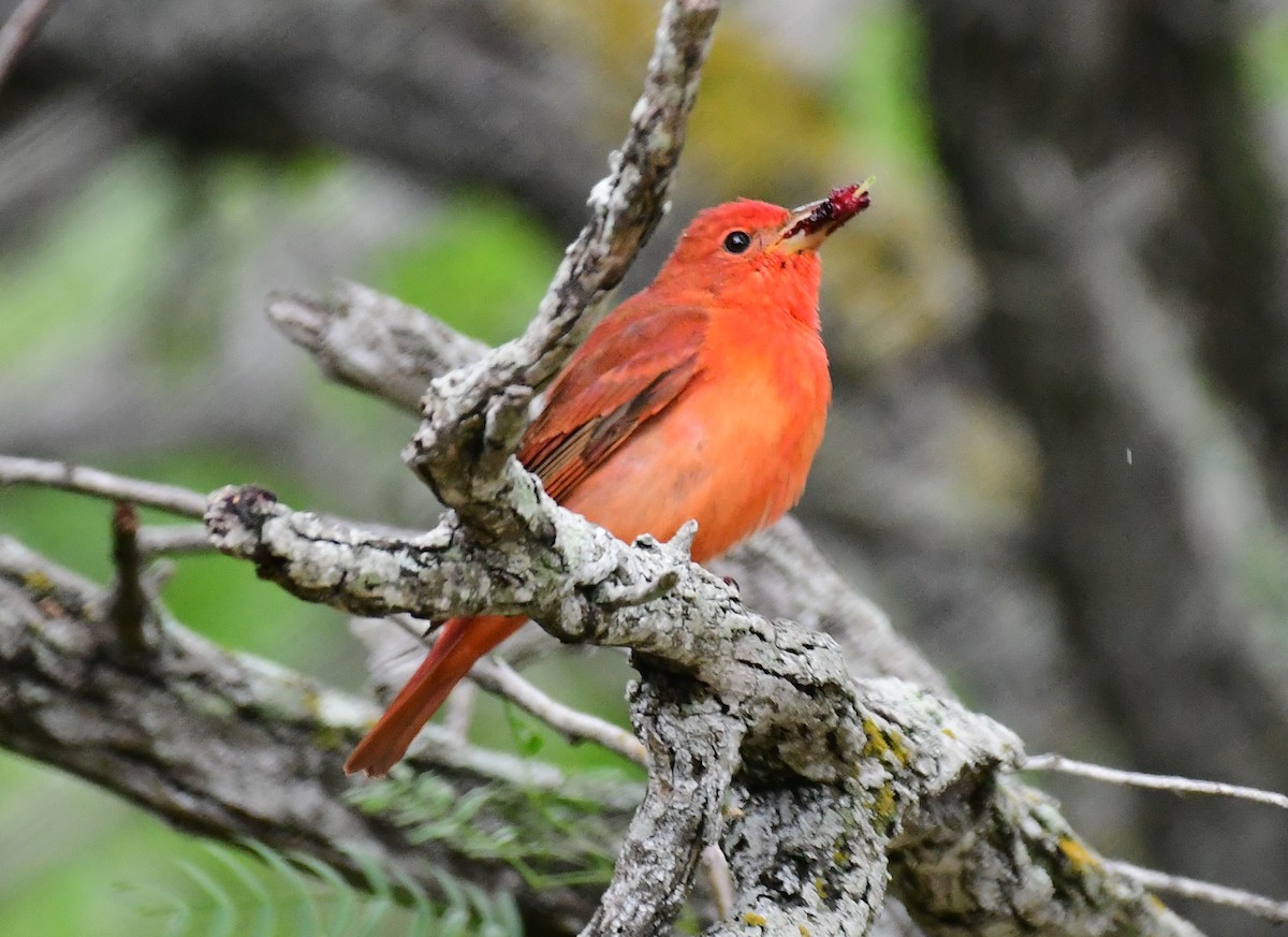 Summer Tanager - ML98533011