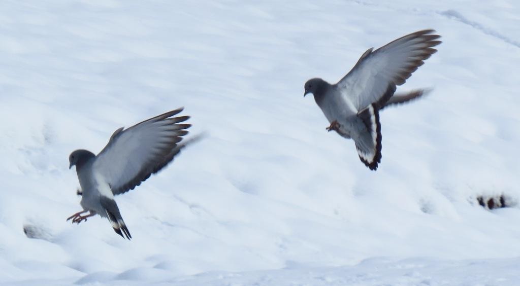 Pigeon des rochers - ML98535221