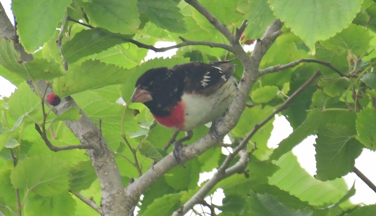 Rose-breasted Grosbeak - ML98535381