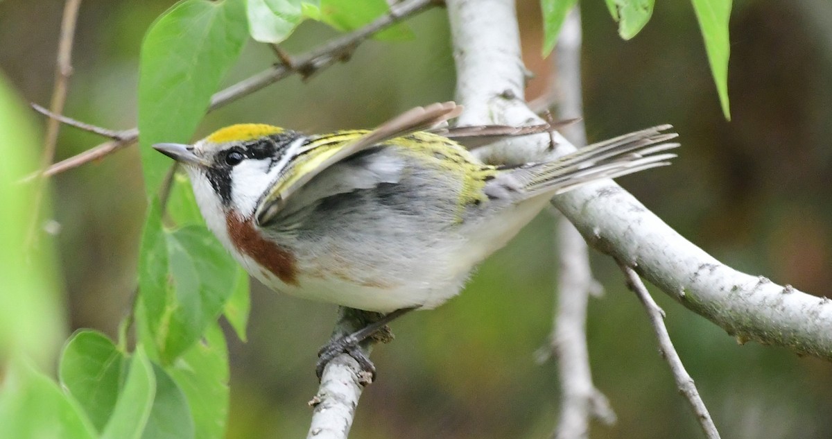 Chestnut-sided Warbler - ML98535831