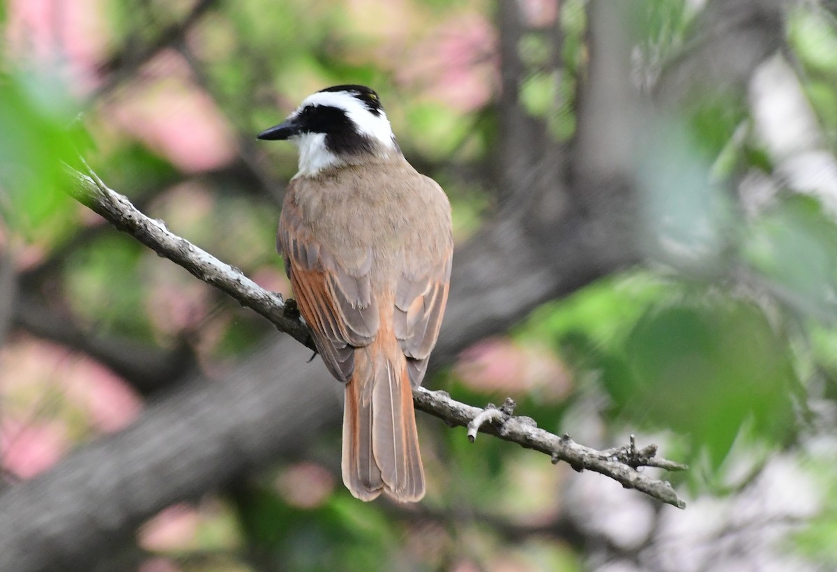 Great Kiskadee - ML98536201