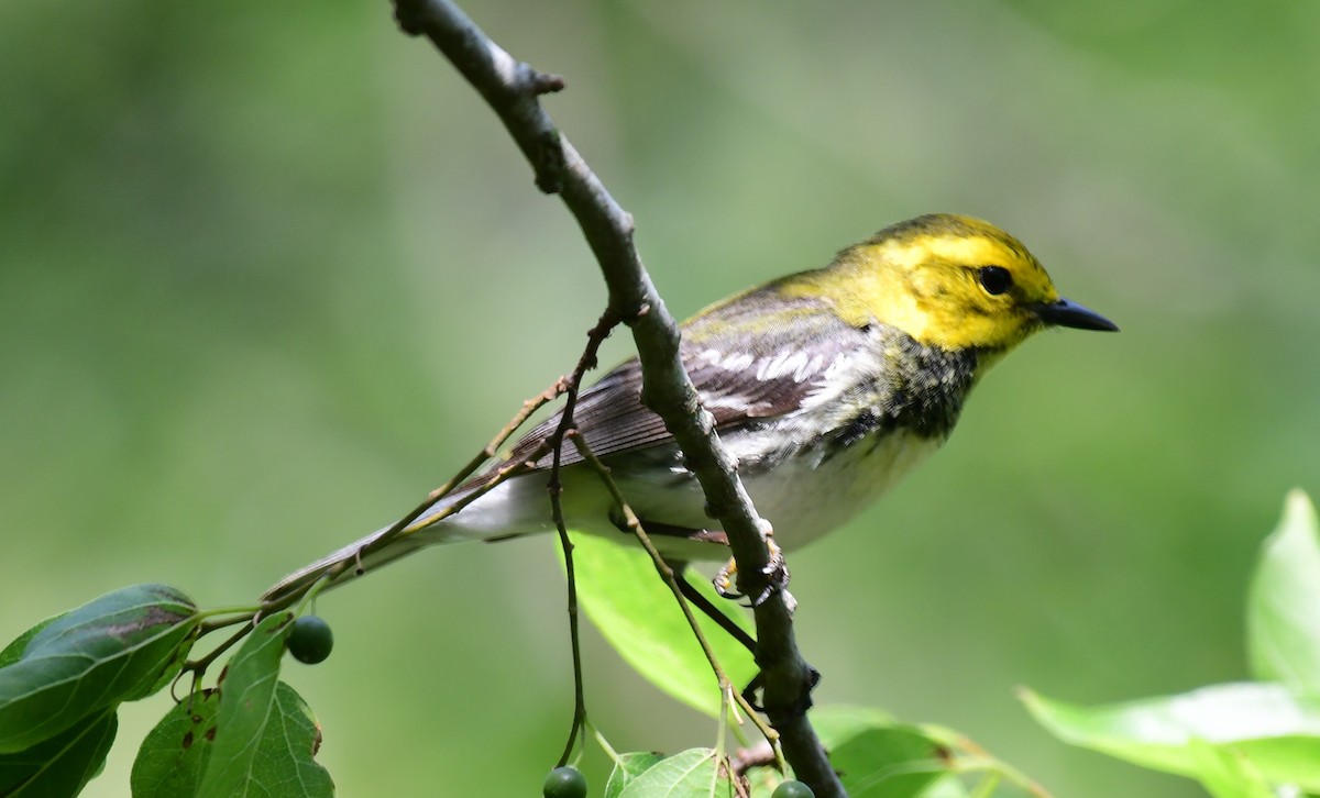 Black-throated Green Warbler - ML98536831