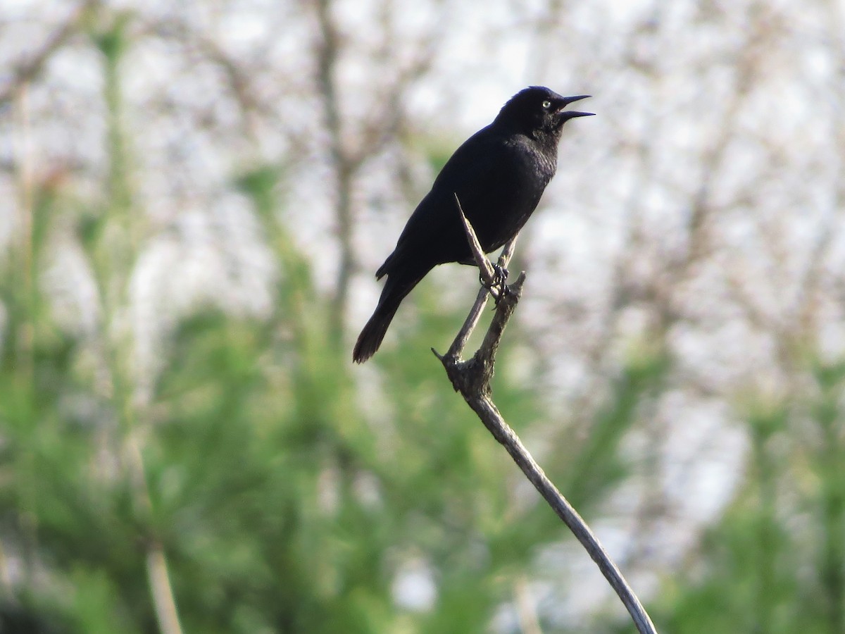 Rusty Blackbird - ML98537751