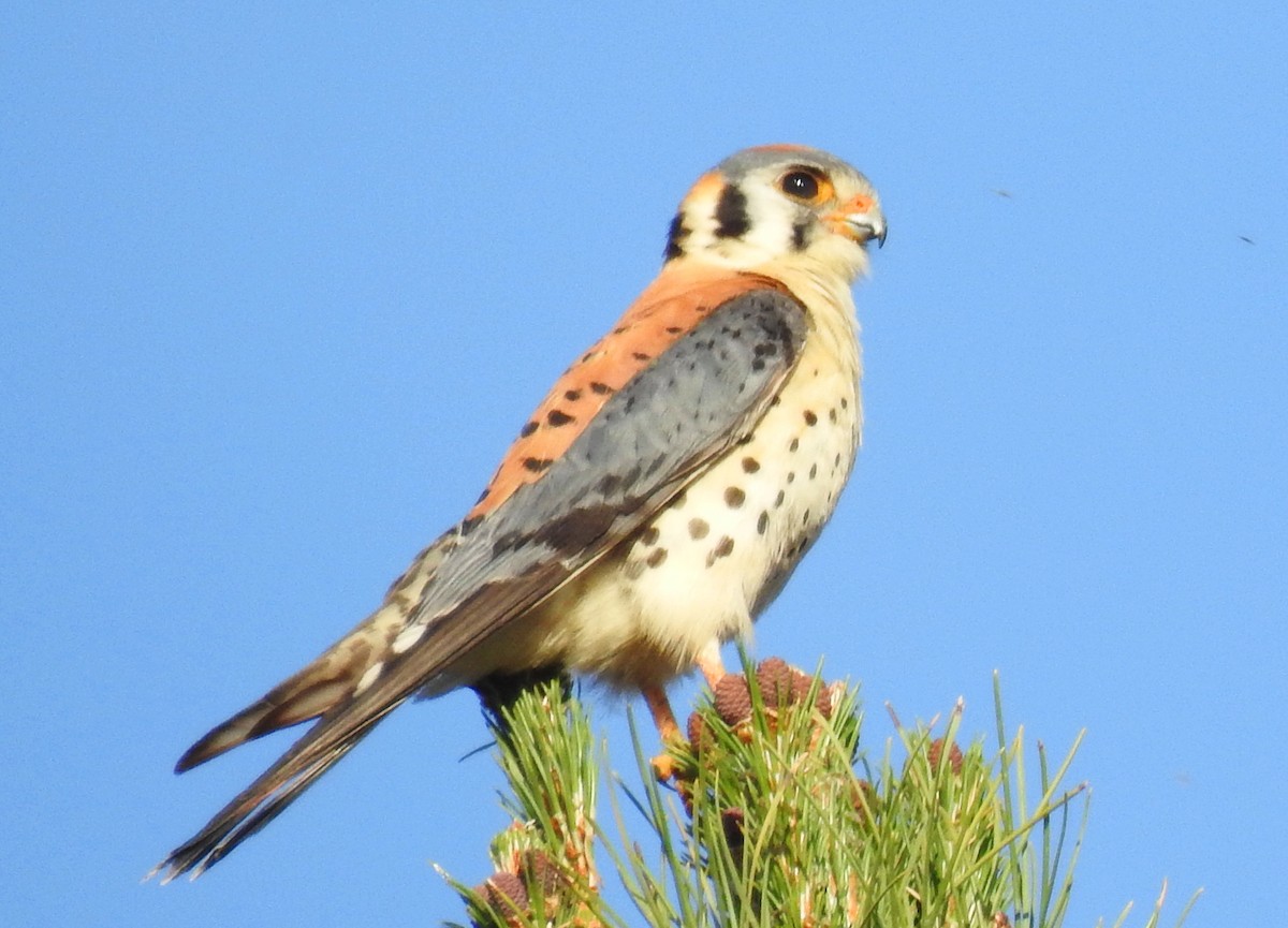 American Kestrel - ML98537801