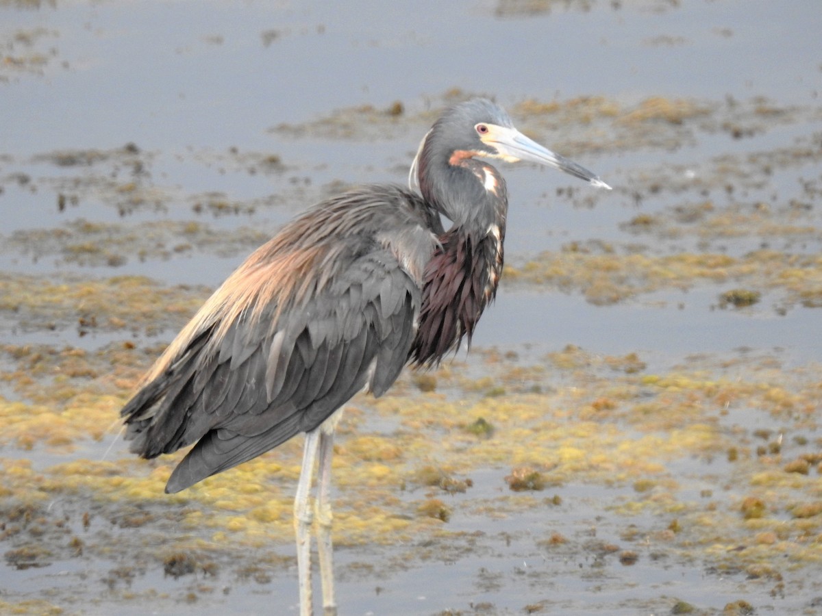 Tricolored Heron - ML98539001