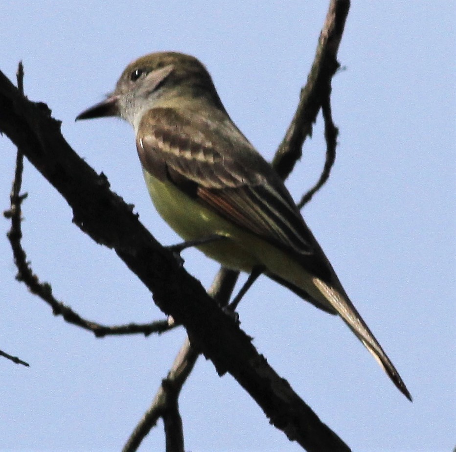 Great Crested Flycatcher - ML98539771
