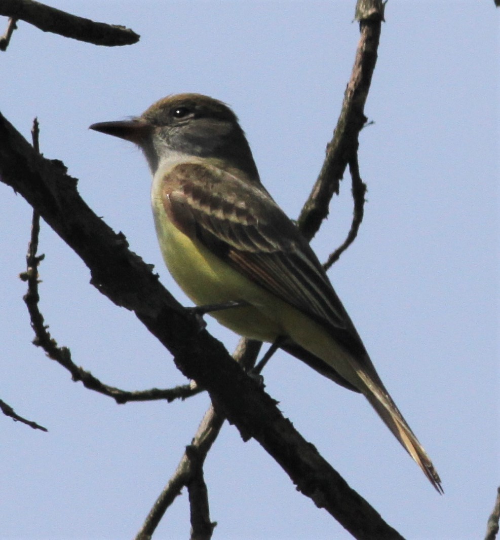 Great Crested Flycatcher - ML98539781