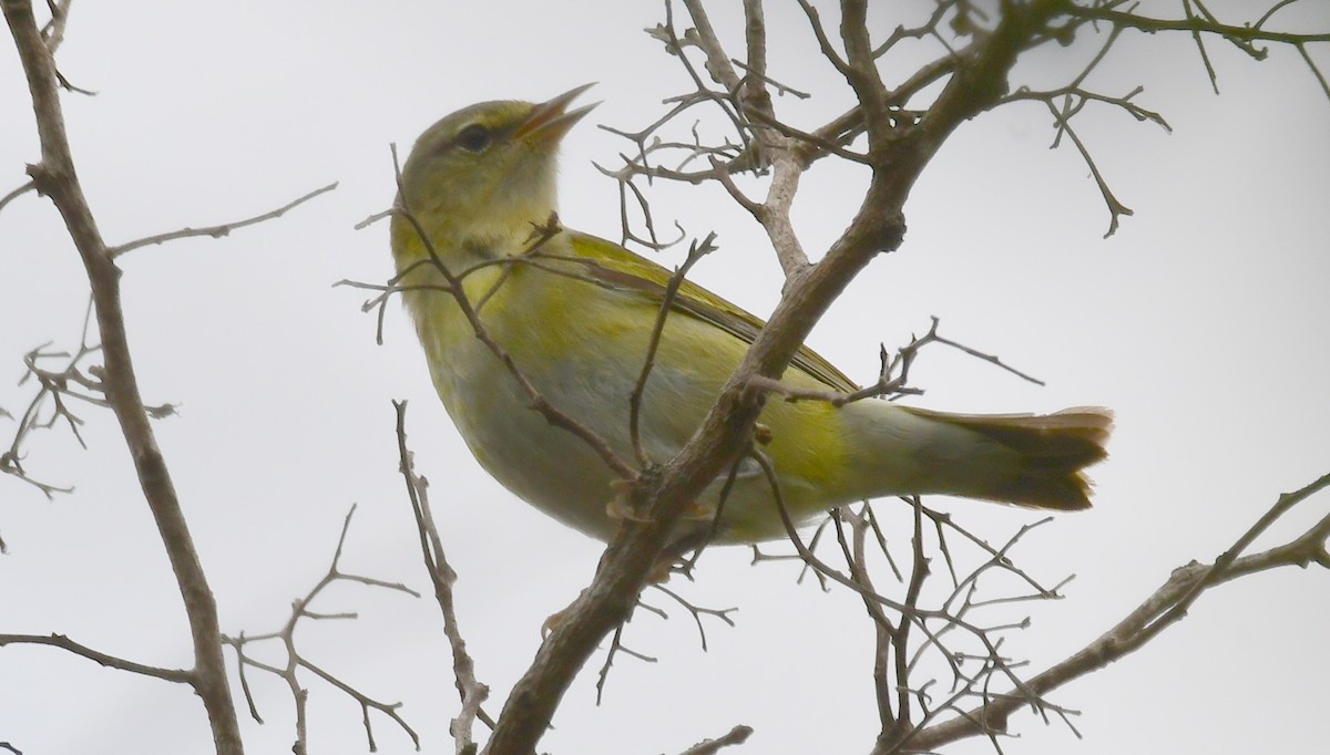 Tennessee Warbler - ML98539941