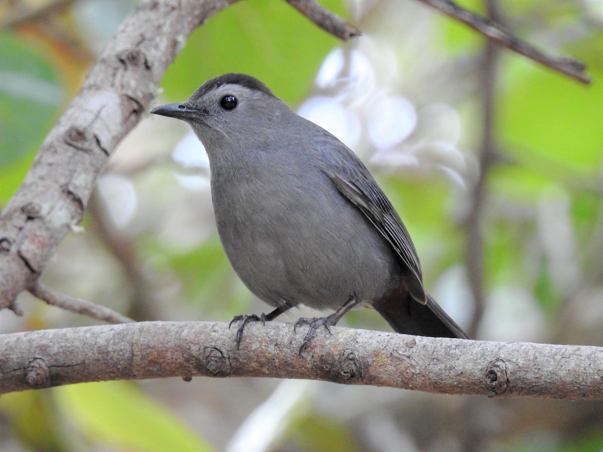 Pájaro Gato Gris - ML98540461