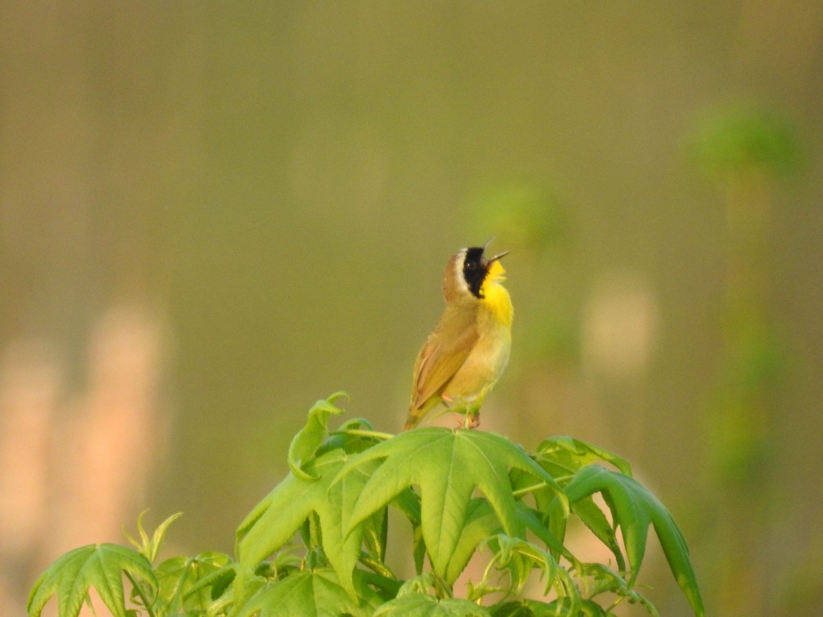 Common Yellowthroat - ML98540591