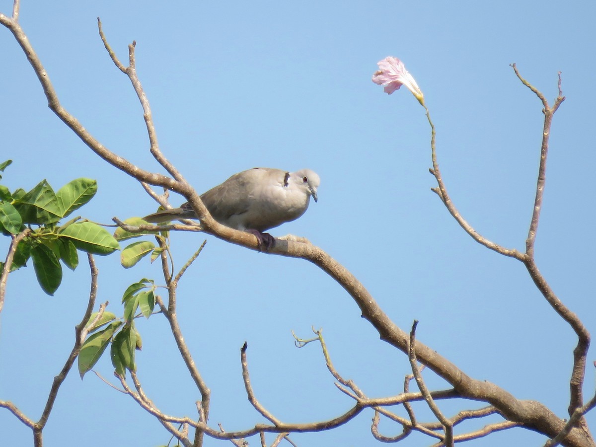 Eurasian Collared-Dove - ML98542321