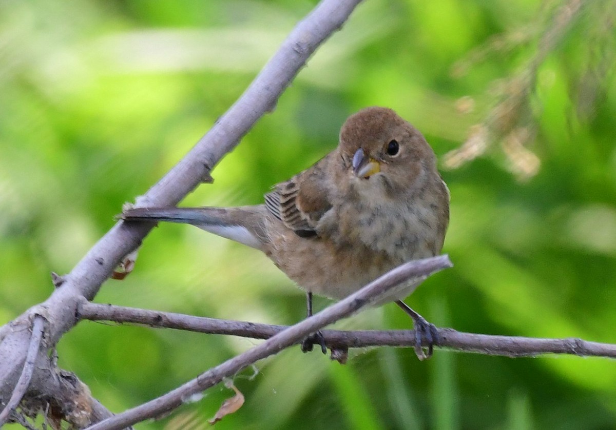 Indigo Bunting - ML98543301