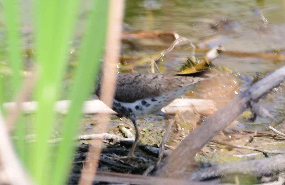 Spotted Sandpiper - ML98543561