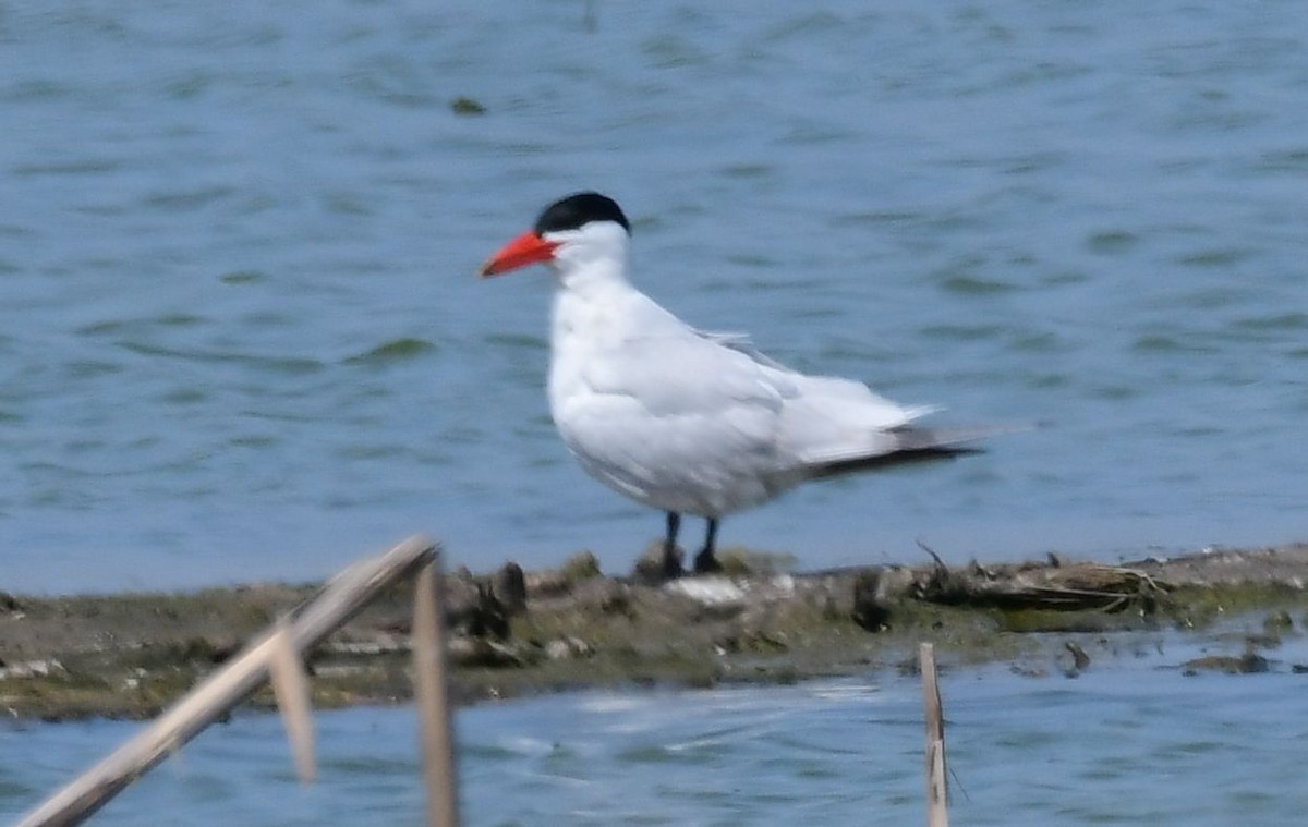 Caspian Tern - ML98543861