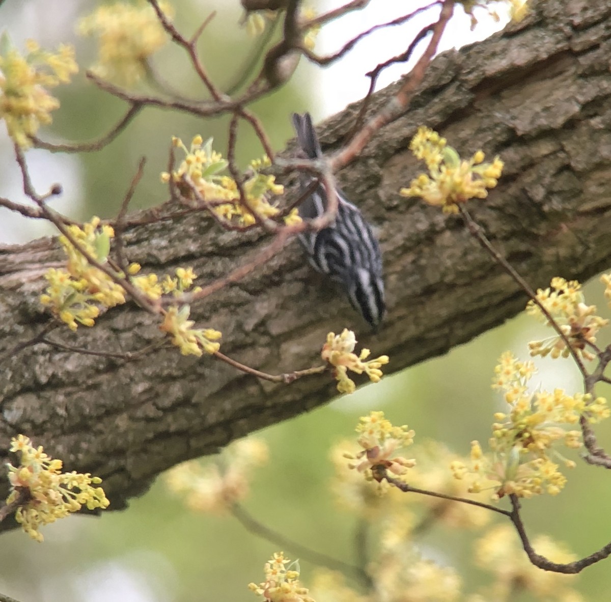 Black-and-white Warbler - ML98544001