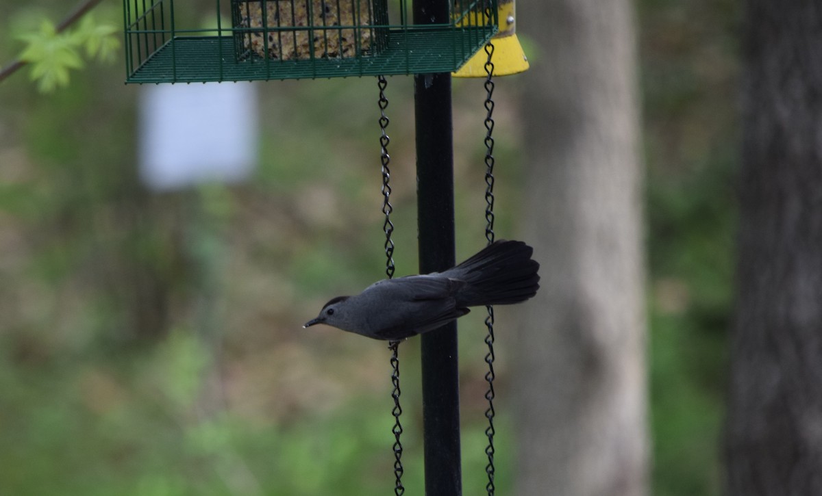 Gray Catbird - Alex Vasquez