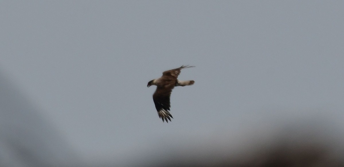 Crested Caracara (Northern) - ML98544421