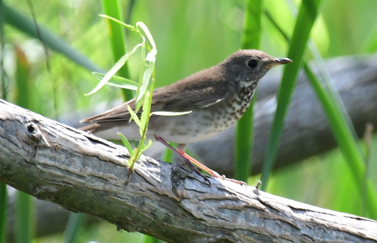 Gray-cheeked Thrush - ML98545181