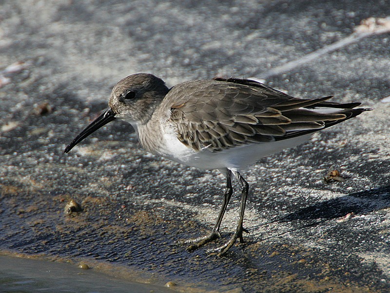 Dunlin - ML98545421