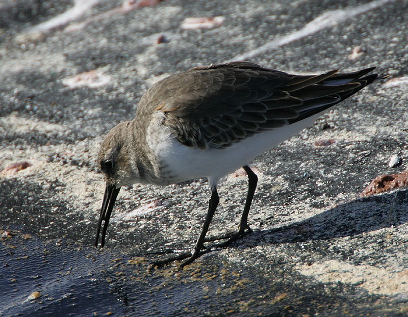 Alpenstrandläufer - ML98545441