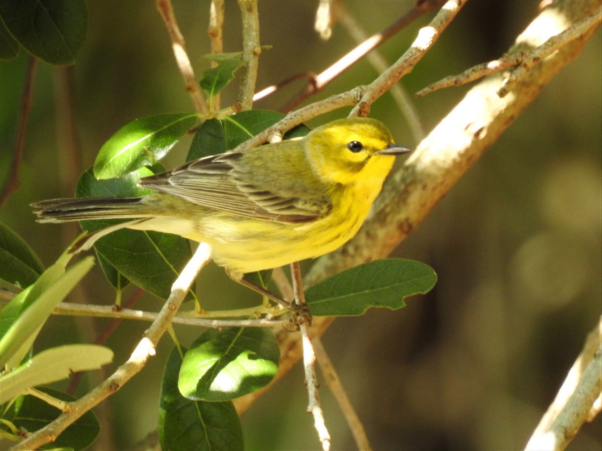 Prairie Warbler - ML98548251