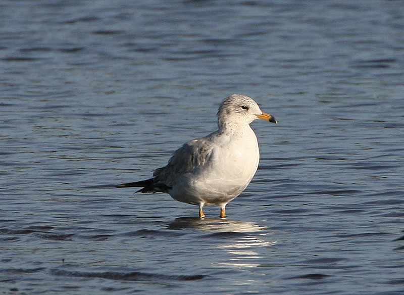 Ring-billed Gull - Michael Walther