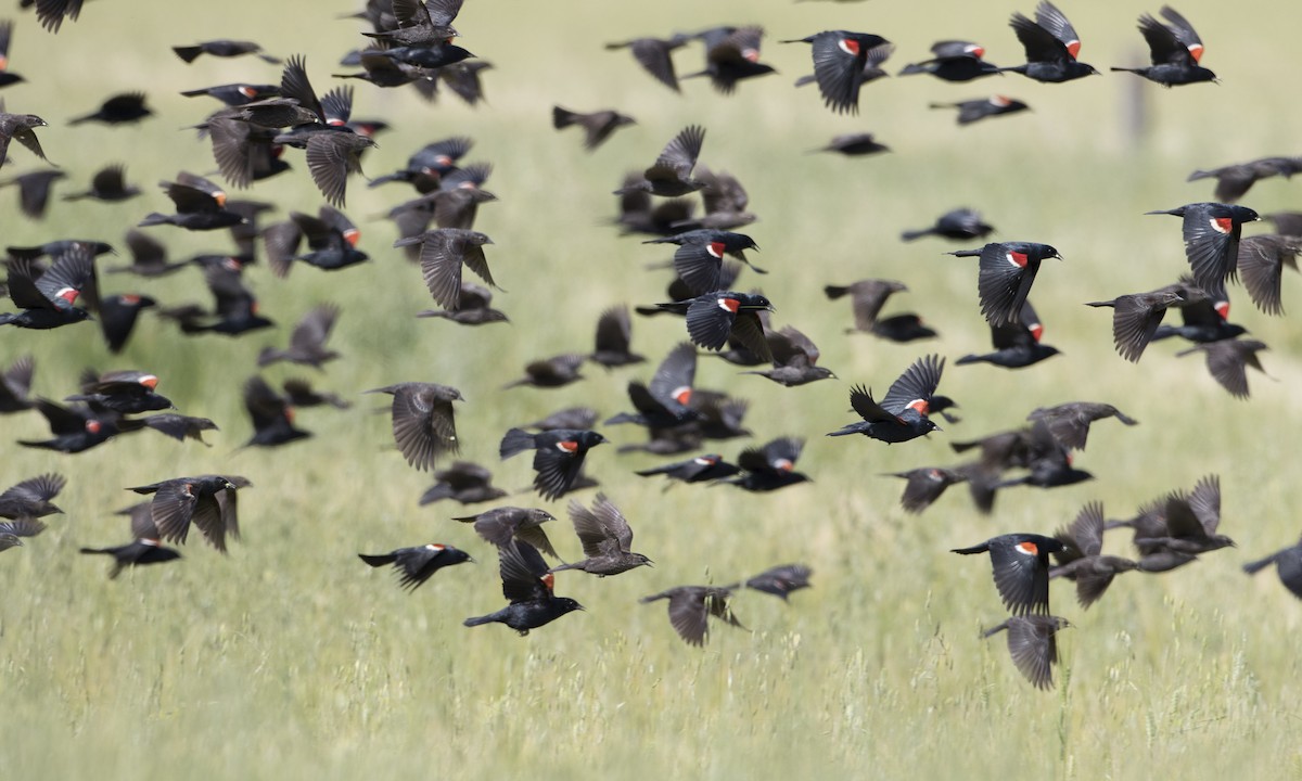Tricolored Blackbird - Brian Sullivan
