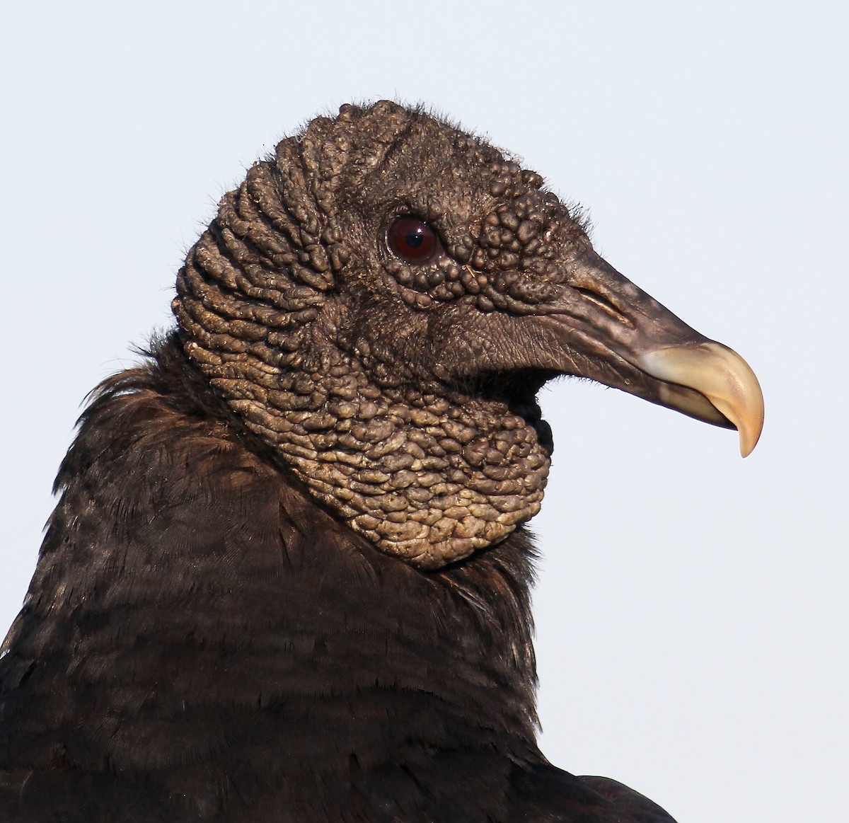 Black Vulture - ML98551951