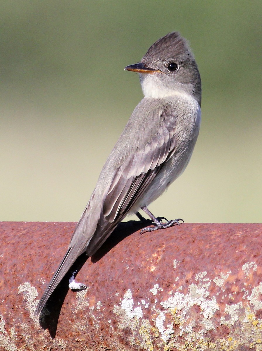 Eastern Wood-Pewee - Jason Leifester