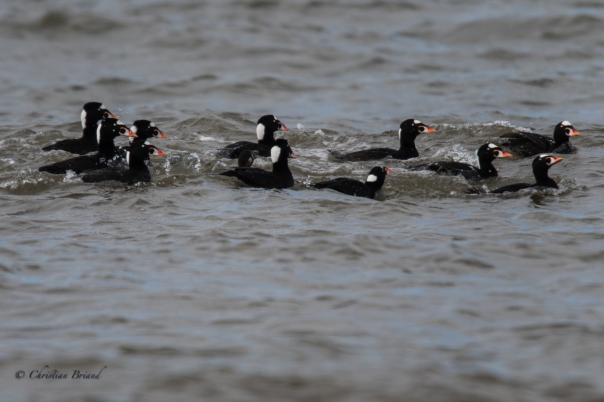 Surf Scoter - Christian Briand