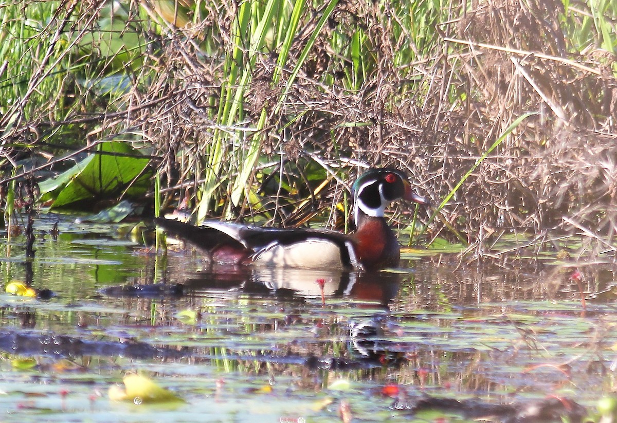 Wood Duck - Jason Leifester