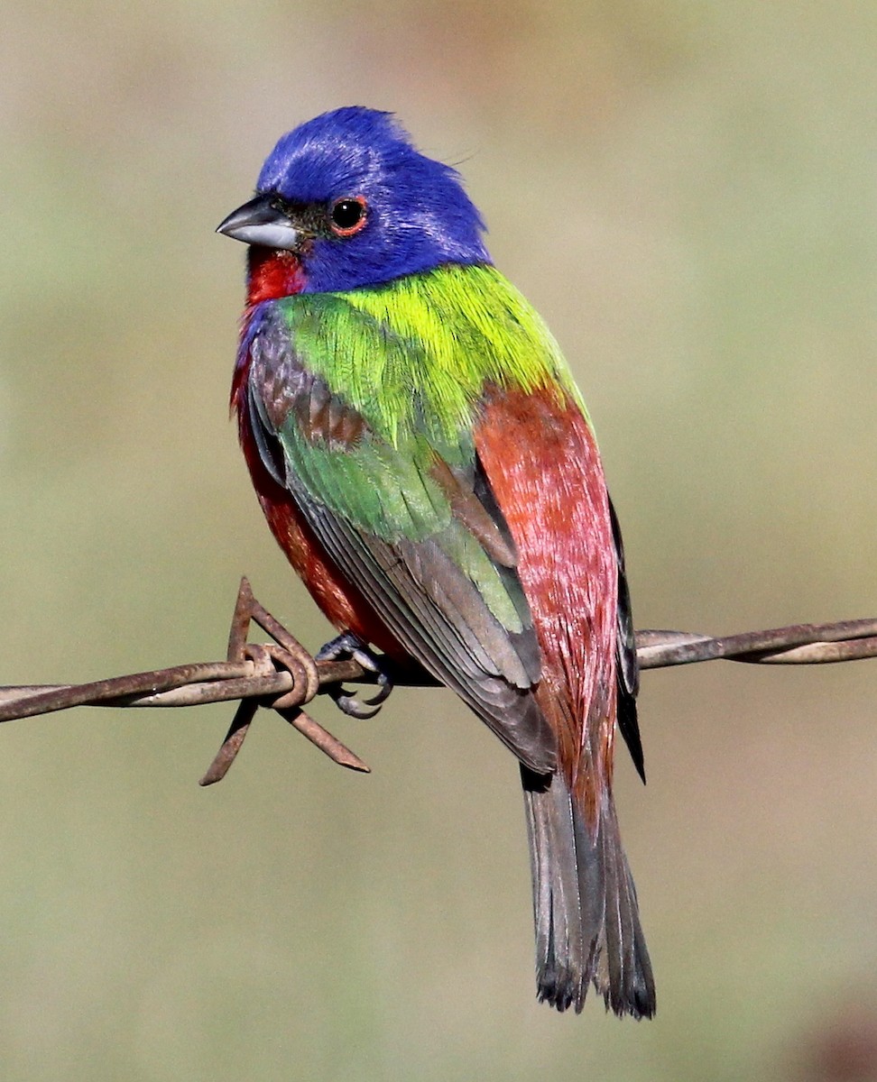 Painted Bunting - Jason Leifester